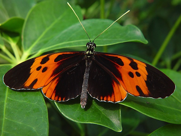 <font size=+1>Beauty In Orange And Black<font size=-2><br>by<br>Lisa Young