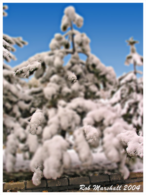 3D TREE