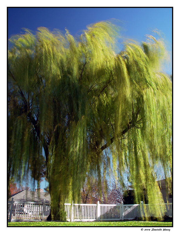 A Rather Blustery Day<br>By Dani