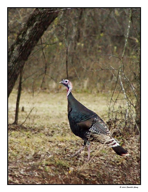 Turkey Trot<br>By Dani