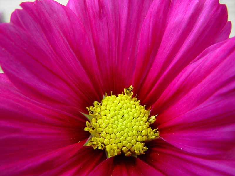 cosmos<br>by K Miller