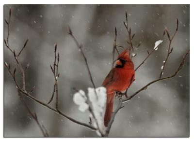 winter-cardinal_dsc6512.jpg
