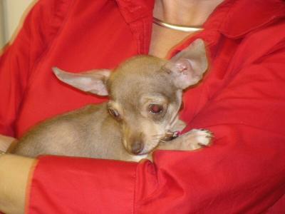 u8/susanne_medic/medium/37512255.TheMeddacDoggy.jpg