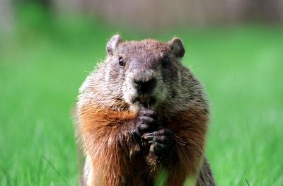 Friendly groundhog