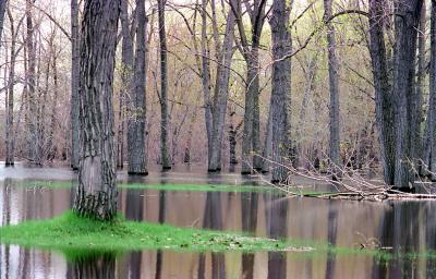 u8/sylvyn/medium/1531036.watertrees.jpg