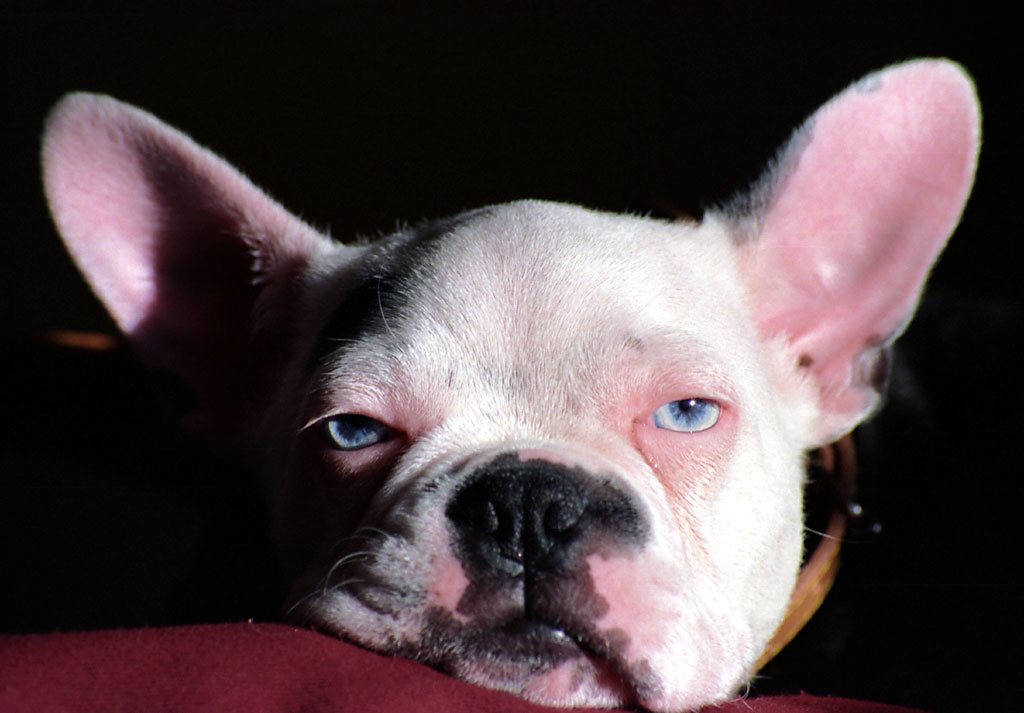 Blue eyed Boston Terrier
