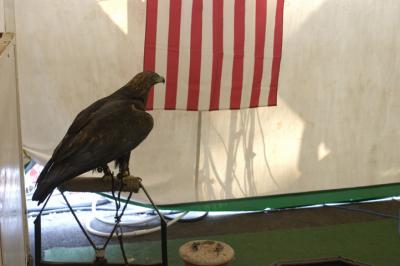 chained golden eagle.jpg