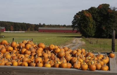 Fall Scene -pumpkins