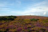 Near Countisbury