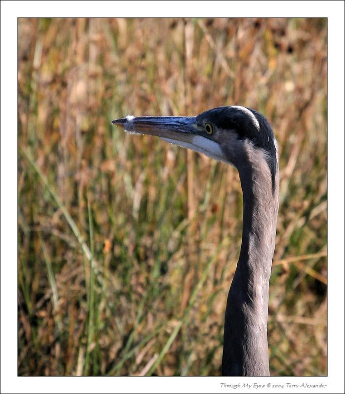 GREAT BLUE HERON RESERVE