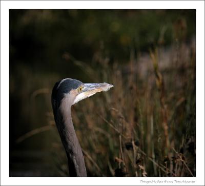 GREAT BLUE HERON RESERVE