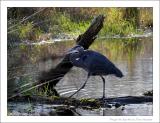 GREAT BLUE HERON RESERVE