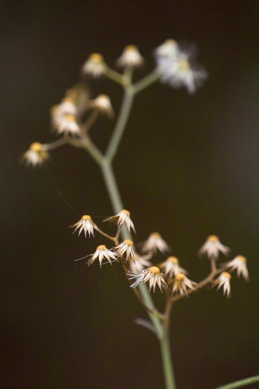 潮州 (January 05)