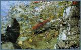 Salmon Run - Adams River, BC
