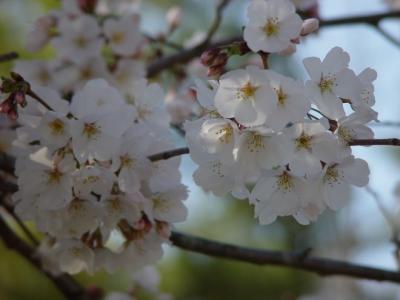 cherry-285.jpg