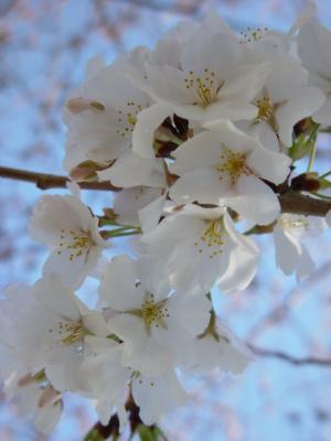 cherry-294.jpg