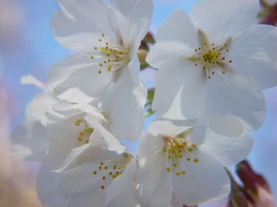 cherry-295.jpg