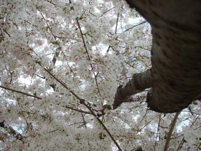 cherry tree.jpg