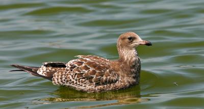 California Gull, juvenile