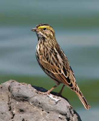 Savannah Sparrow, salt-marsh type (?)