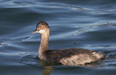 Eared Grebe, first winter