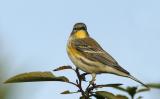 Yellow-rumped Warbler, Audubons