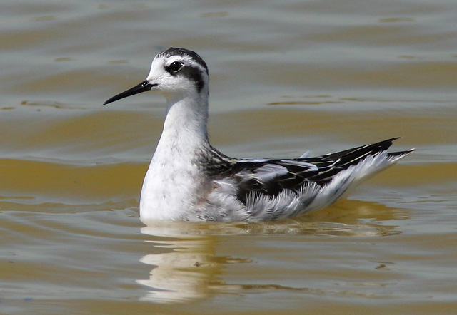 Red-necked Phalarope, juvenile