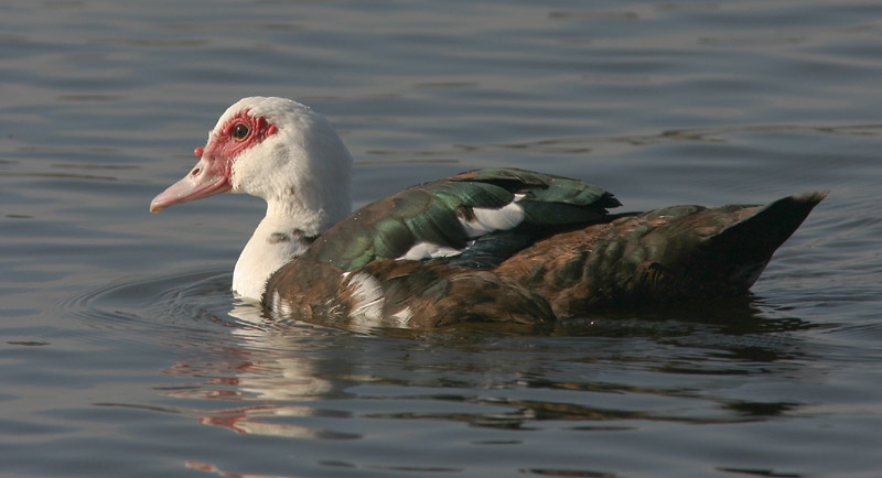 Muscovy Duck, domestic