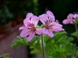 Geranium