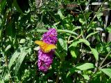 Butterfly Bush