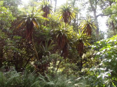 Cordyline indivisa.JPG