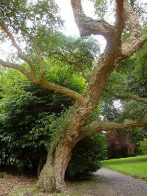 Cork oak.JPG