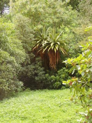 Cordyline Indivisa.JPG