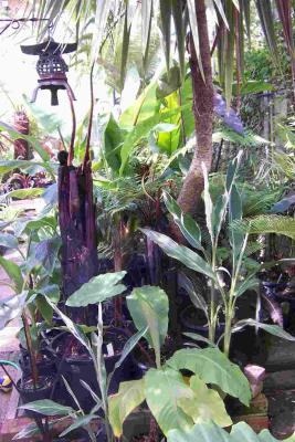 u8/theukoasis/medium/32824490.Garden21804o.jpg