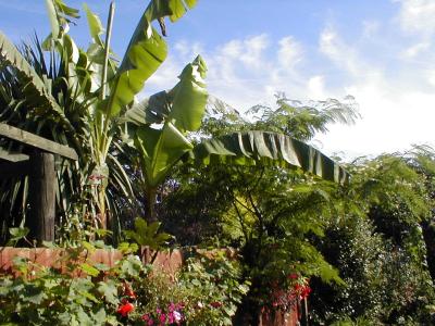 Musa-Basjo  Albiza neighbours view.JPG