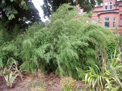 Belfast Botanic Gardens, Northern Ireland