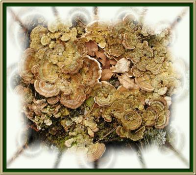 Mushrooms on a stump, framed