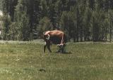 Cow Posing in Mulkey Meadow