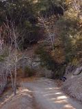 Quail Spring in Indian Canyon