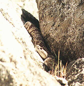Rattlesnake, Peppermint Falls