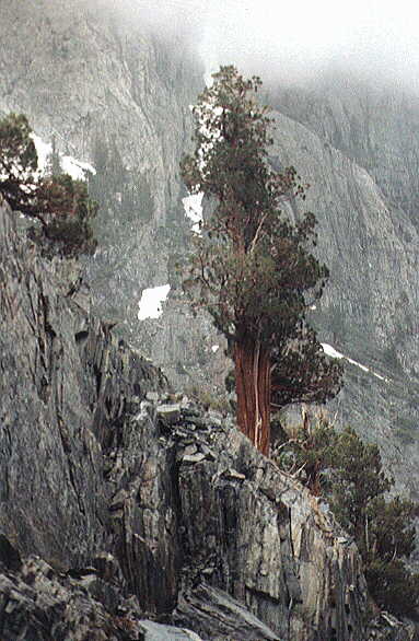 Juniper