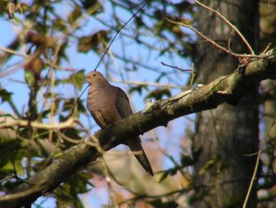 12-10-04 Mourning Dove.jpg
