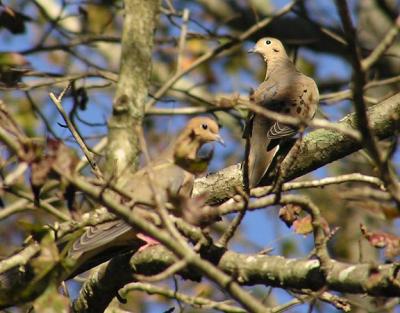 12-10-04 Mourning Doves.jpg