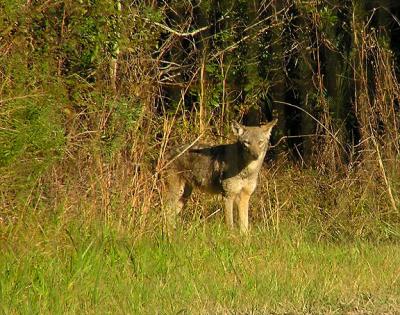 12-10-04 Coyote 2.jpg