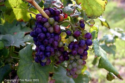 05522 - Fruit of the vine