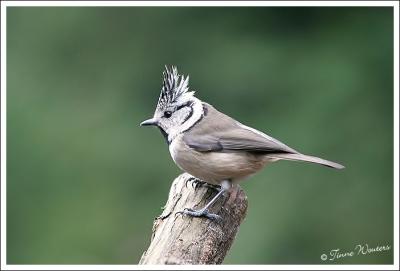 Crested Tit/Kuifmees