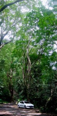 tall trees.jpg