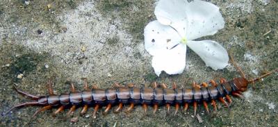 6_inch_centipede.jpg