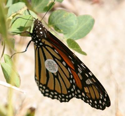 tagged Monarch - Danaus plexippus