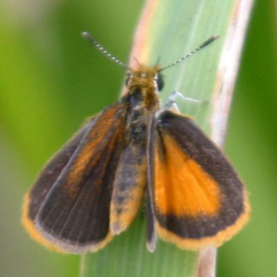 Least Skipper - Ancyloxypha numitor